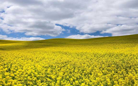 The price of rapeseed under uncertainty due to the yields in EU