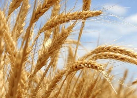 Wheat in Chicago continues to fall