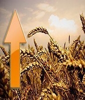 Wheat prices are rising in spite of the fundamental factors