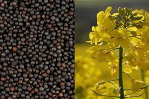 The USDA predicts an increase of rapeseed production in 2017/18МР