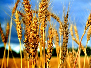 Пшеница в Чикаго продолжает обесцениваться
