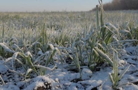 Winter crops are still in satisfactory condition