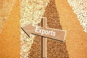 European Commission has reduced the forecast of the harvest and of wheat exports