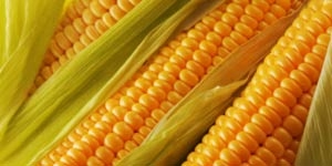 USDA has adjusted the forecast of the global balance of production and consumption of corn in 2016/17 MG