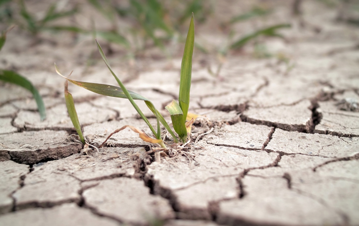 Засушливая погода ухудшает состояние посевов в Аргентине, Украине и России 