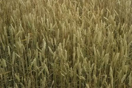 Основні імпортери вчора купували пшеницю за високою ціною