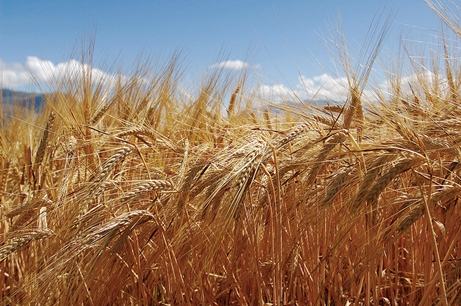 The price of barley growing under the forecasts of yield reduction