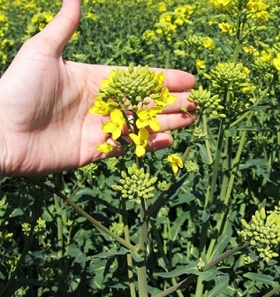 The crops of winter rape in Ukraine suffer from drought and disease