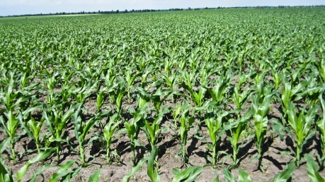 Бразилия из-за засухи может потерять до 10 млн. тон кукурузы