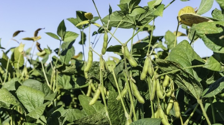 Soybean futures retreated after rising under pressure from improved weather forecasts and a crop in Brazil