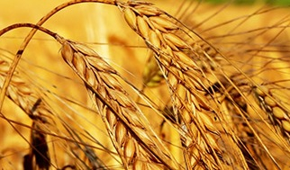 Улучшение прогнозов урожая давит на пшеничные котировки