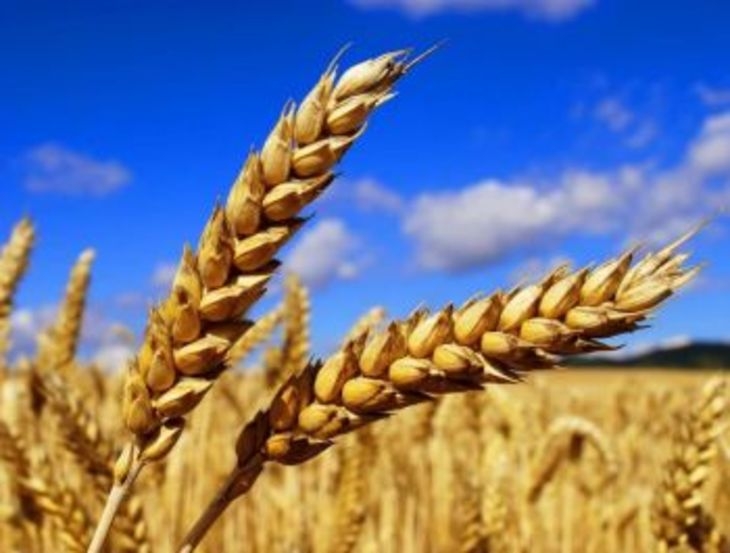 Forecasts of drought and heat in the United States led to a speculative increase in wheat prices