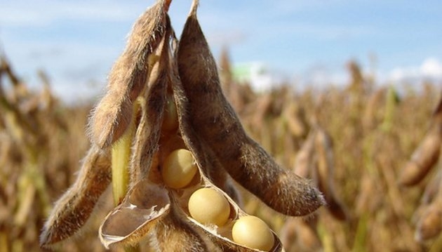 Soybean demand in China to decline in Q3 amid lower meal prices and processing margins