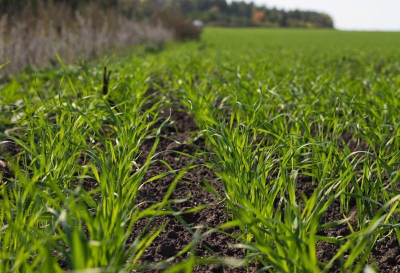 Росстат снизил площади сева озимой пшеницы в России в 2021 году на 7,5% 