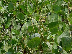 Prices for soybeans rose despite bearish USDA forecast