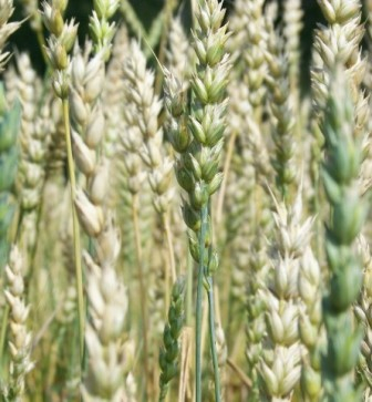 The week began with the collapse of market prices for wheat