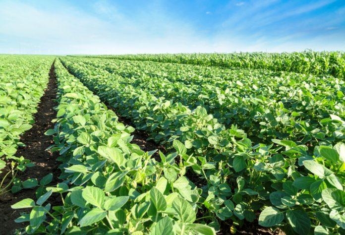 Soybeans and corn in Chicago rise on forecasts of dry and hot weather