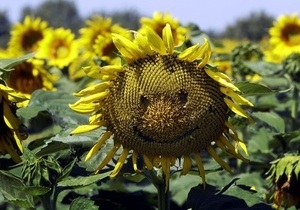 Following the oil price increases of the sunflower