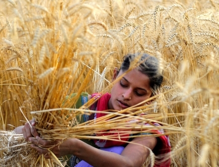 Indian demand raises the price of Ukrainian wheat