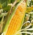 Ціни на кукурудзу в США зростають через тривалі опади
