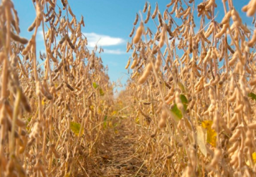 Prices for soybeans in Chicago dropped to a new low
