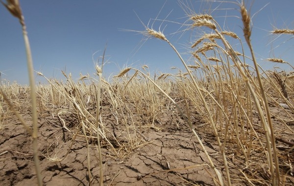 Сухая погода в период сева озимых продолжает поднимать цены на пшеницу 