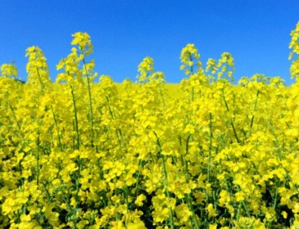 The USDA increased the forecast of the world rapeseed production by 2 million tonnes