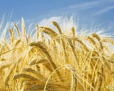 The week ended with another decline in the price of wheat