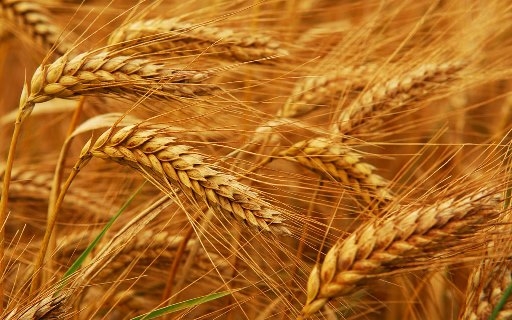 Достигли ли котировки пшеницы дна или еще есть куда падать