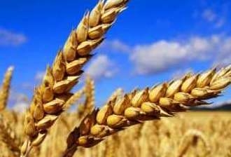 Wheat prices reacted to the USDA report