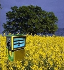 The decrease in the forecast of consumption of biodiesel lowers the price of rapeseed