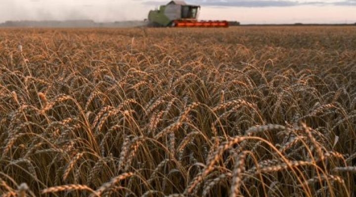 Wheat prices in the US fell by more than 5%