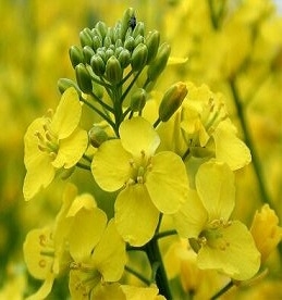 Despite the slowdown in production prices for rapeseed fall