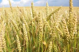 Wheat prices are falling due to low export demand