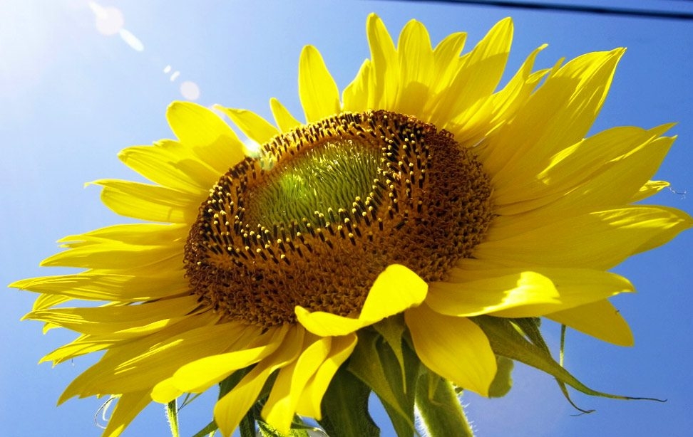 The forecast for global sunflower production has been raised due to a good harvest in Ukraine and the Russian Federation