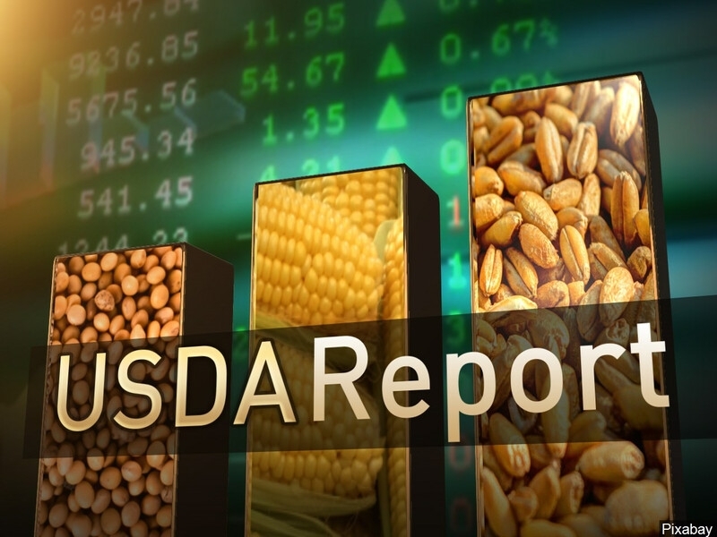 Soybean quotes rose sharply despite a fairly neutral USDA report