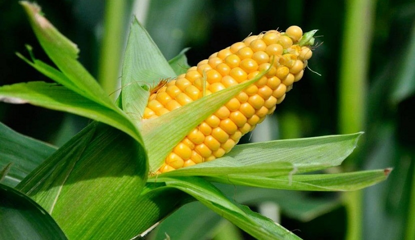The stock price of corn has increased dramatically, updating 7-year high 