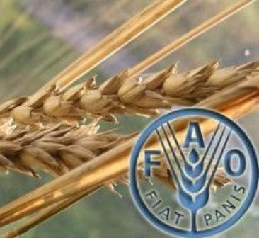 FAO снизила прогноз мирового производства пшеницы в 2018/19 МГ