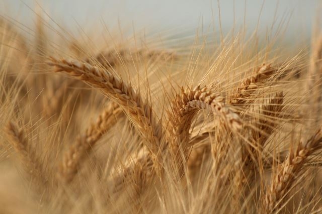 The collapse of wheat prices on the stock exchanges