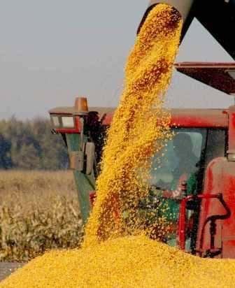 Ціни на українську кукурудзу продовжують зростати