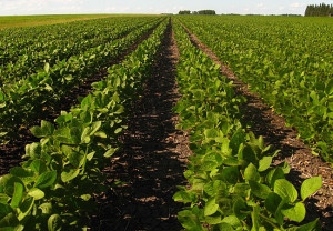 Trends in the global soybean market