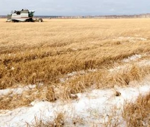 Качество пшеницы в Казахстане хуже прошлогоднего