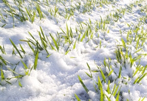 The threat of freezing under winter crops is missing