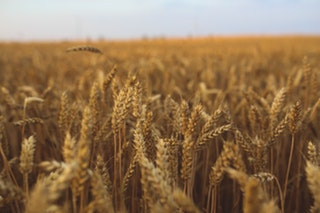 Wheat prices are rising again under the lower forecast production in the EU