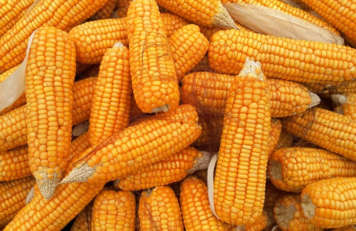 Активный экспортный спрос на кукурузу поддерживает цены в Украине, но остаются они под давлением падения мировых котировок