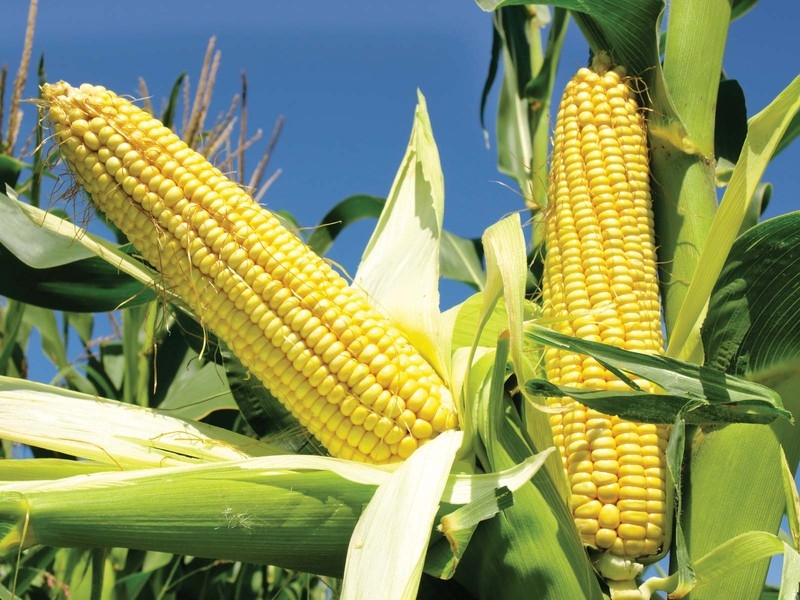 Pressure on prices of newly harvested corn increases