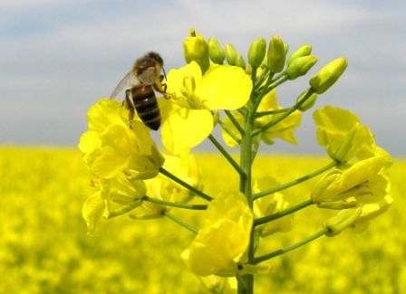 Prices for rapeseed in Ukraine is growing in the world