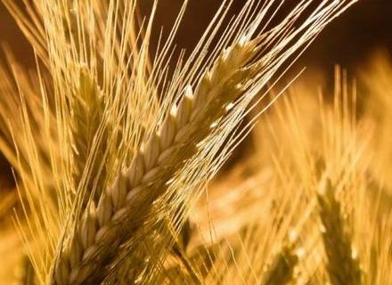 Traders forced to reduce prices of wheat