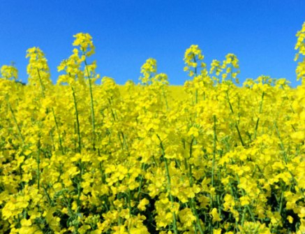 The price of canola drops following soybeans