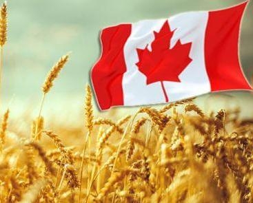 Благодаря хорошей погоде Канада на 10% увеличит производство пшеницы 